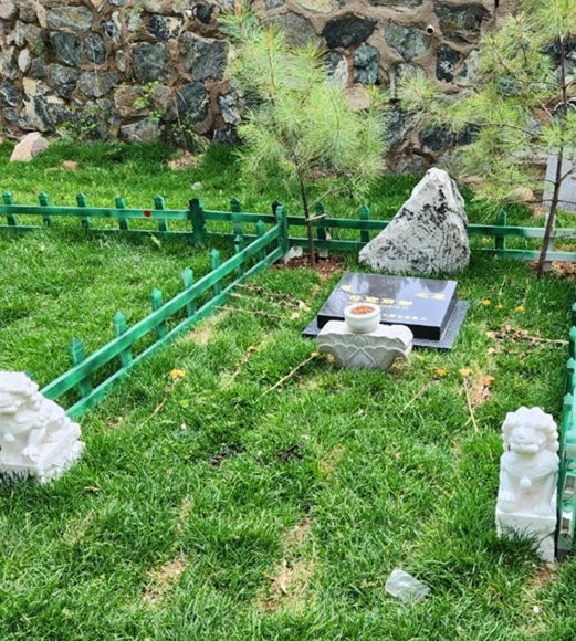 树葬2