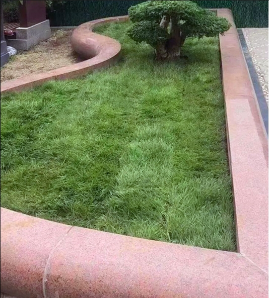树葬1